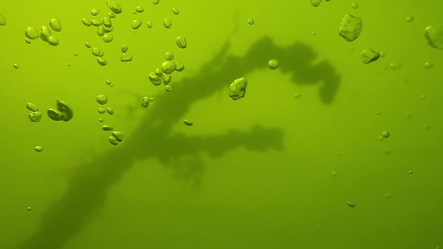 Underwater tree covered with barnacle. Camera accends and shows the tree from different perspectives. Focus shifts from bubbles on the foreground to the tree