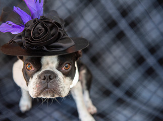 Boston Terrier wearing witch hat against gray plaid background.