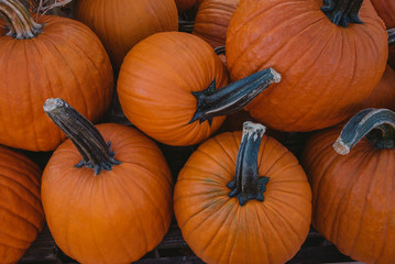 Pumpkin stand on a market, October - 297947465