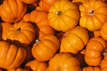 Little october pumpkins on a farmer market - 297947492