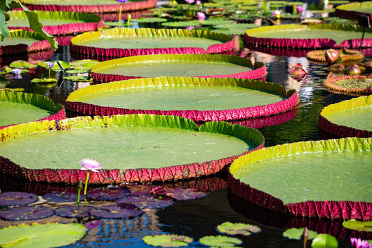Giant amazon water lily closeup at the pond
