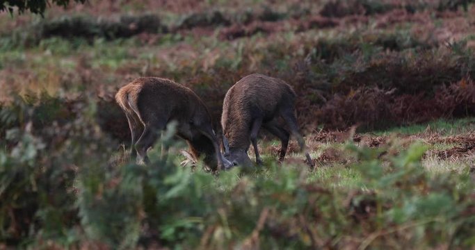 Red Deer Stag Fight Rutting