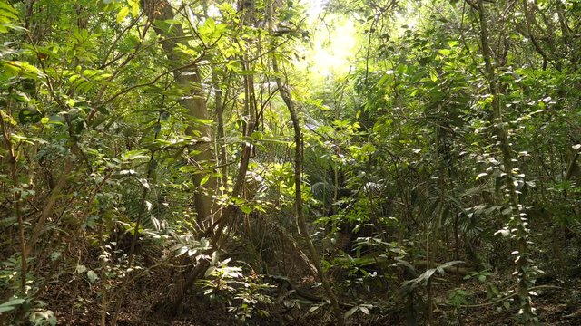  Beautiful tropical rain forest view with sun flare in morning. Pristine environment, nice sound included, shot in 4K