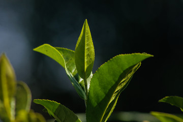 tea leaf with macro shoot lens