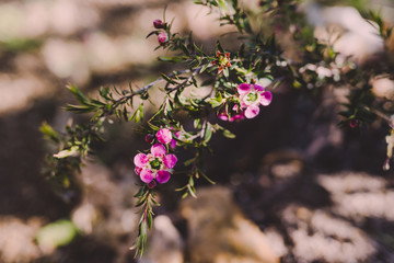 native Australian tea tree in bloom with pink flowers