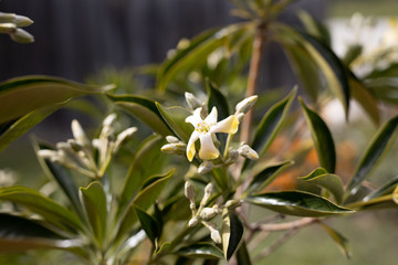 native Australian frangipani Hymenosporum plant with yellow and white flowers
