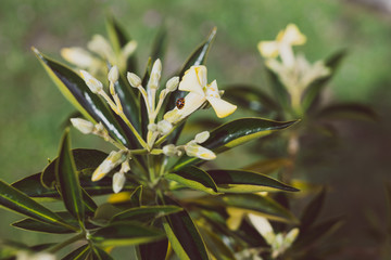 native Australian frangipani Hymenosporum plant with yellow and white flowers