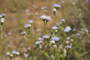 Little violet flowers with green grasses