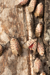 Spotted lanternfly (Lycorma delicatula). Invasive species in Pennsylvania