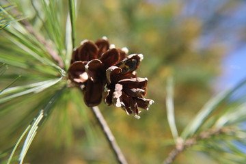 cone on a tree