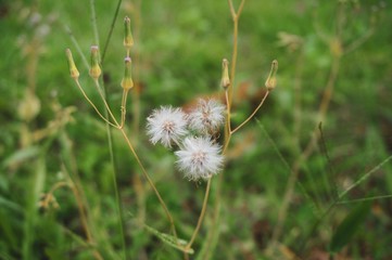 Little white flowers and green grasses background 
