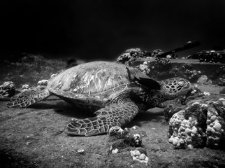 Monochromatic Sea Turtle Resting on Cleaning Station Reef