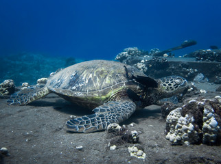 Sea Turtle Resting on Cleaning Station Reef While Being Cleaned