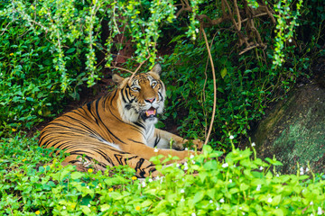Fototapeta na wymiar bengal tiger resting in forest