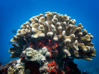 Full Coral Head with Blenny Fish Tucked Inside Underwater