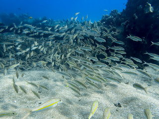 School of Yellow Striped Goatfish Swim Together Underwater - 297950091