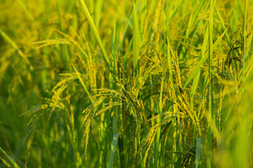 close up rice field in the agricultural garden Thailand