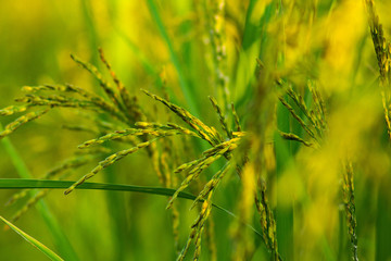 close up rice field in the agricultural garden Thailand