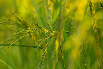 close up rice field in the agricultural garden Thailand