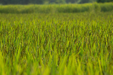 close up rice field in the agricultural garden Thailand
