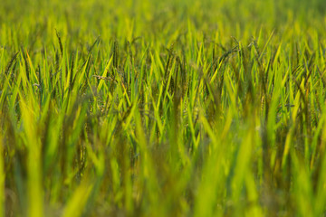 Fototapeta premium close up rice field in the agricultural garden Thailand