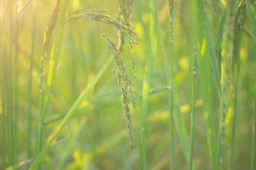 close up rice field in the agricultural garden Thailand