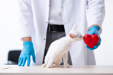 Young male doctor examining sick cat