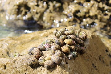 snails on rocks in the florida Keys