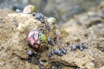 snails on rocks in the florida Keys