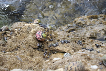 snails on rocks in the florida Keys
