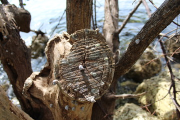 snails on rocks in the florida Keys