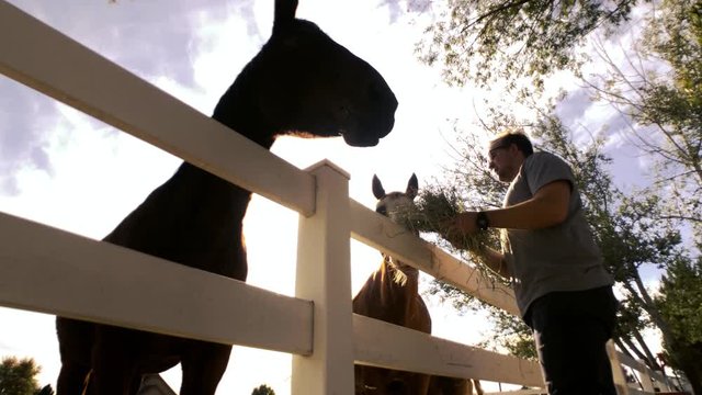 A devilishly handsome man feeds hay to a black horse and a light brown horse. A white fence corrals the horses and trees surround them as the sun peaks through the clouds.