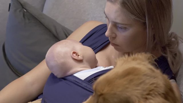 Pet dog sitting with young mother & sleeping baby on settee at home. Focus from dog to mother through clip.