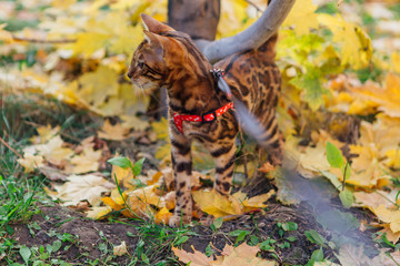 Cute little bengal kitty walking on the fallen yellow maple leaves
