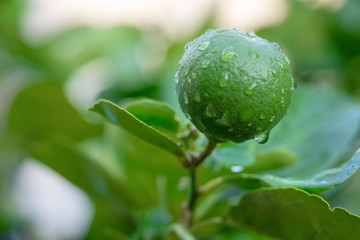 Fresh Thai green lemon on the tree