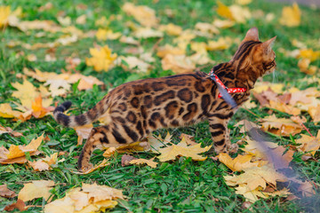 Cute little bengal kitty walking on the fallen yellow maple leaves