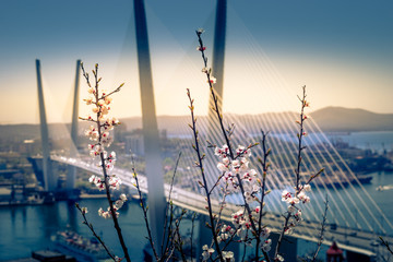 Blossoming cherry branches on the blurred background of the Golden bridge.