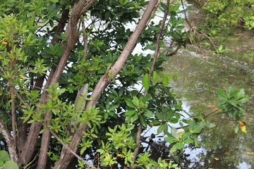 green iguana in Miami Beach