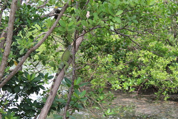 green iguana in Miami Beach