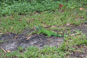 Naklejka na ściany i meble green iguana in Miami Beach