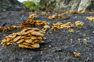 Ground level wide shot of clusters of Jack O' Lantern mushrooms (omphalotus illudens).  Jack O' Lantern mushrooms are inedible due to their toxicity to humans. 
