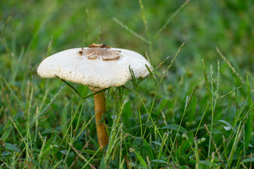 The False Parasol (Chlorophyllum molybdites) is a widespread, toxic mushroom often confused with...