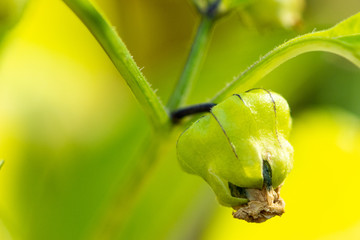 Tomatillo Bud