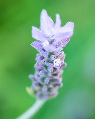 Lavender Bloom