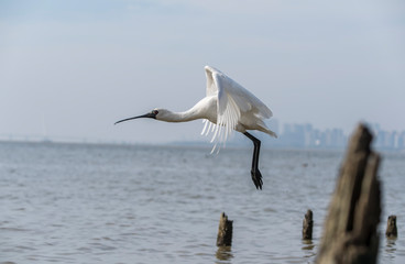 Black-faced Spoonbill at waterland in shenzhen,china.