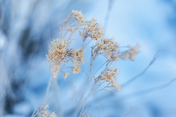 Natural winter background in blue for design, selective focus