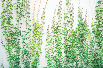 ivy leaves isolated on a white background