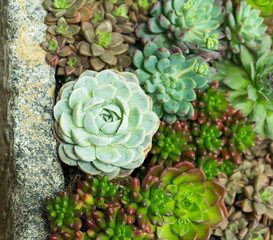  Miniature succulent plants in garden