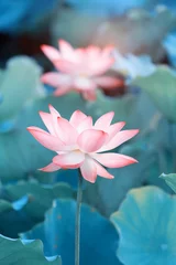 Foto op Plexiglas Turquoise Lotusbloem en Lotusbloemplanten