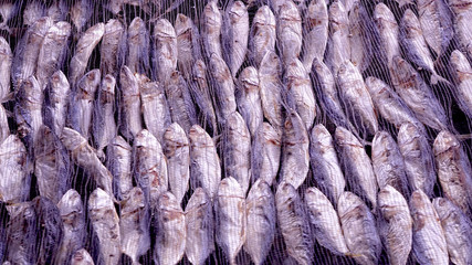Obraz premium Salted fish is ready for sale